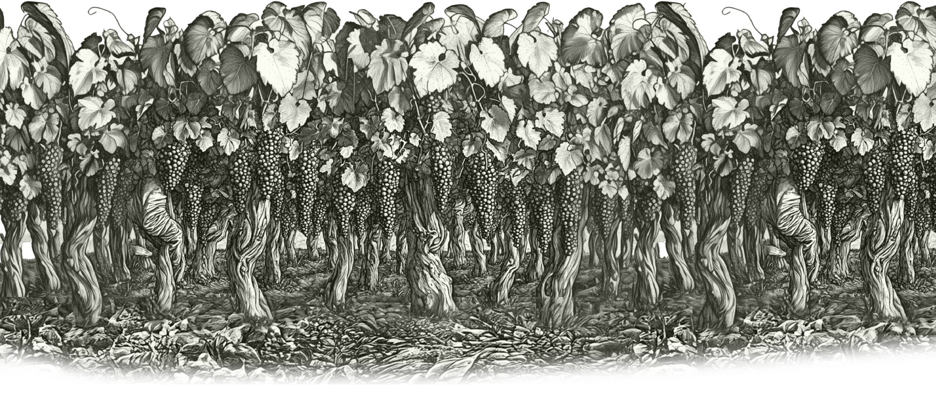 Vignes